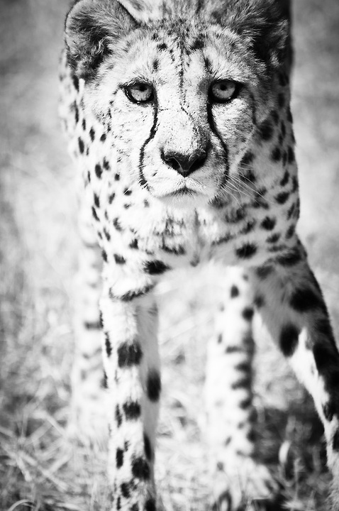 CHEETAH