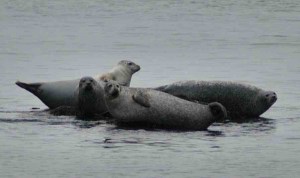 Image via cresli.org.