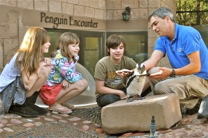 Penguin Encounter 