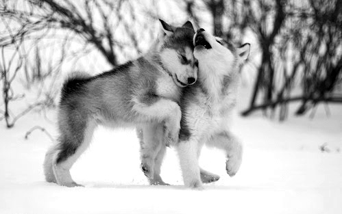 WOLF PUPPIES